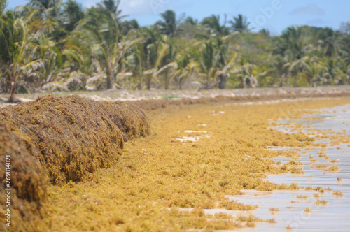 Echouage d'algues Sargasses le long du litoral Martiniquais