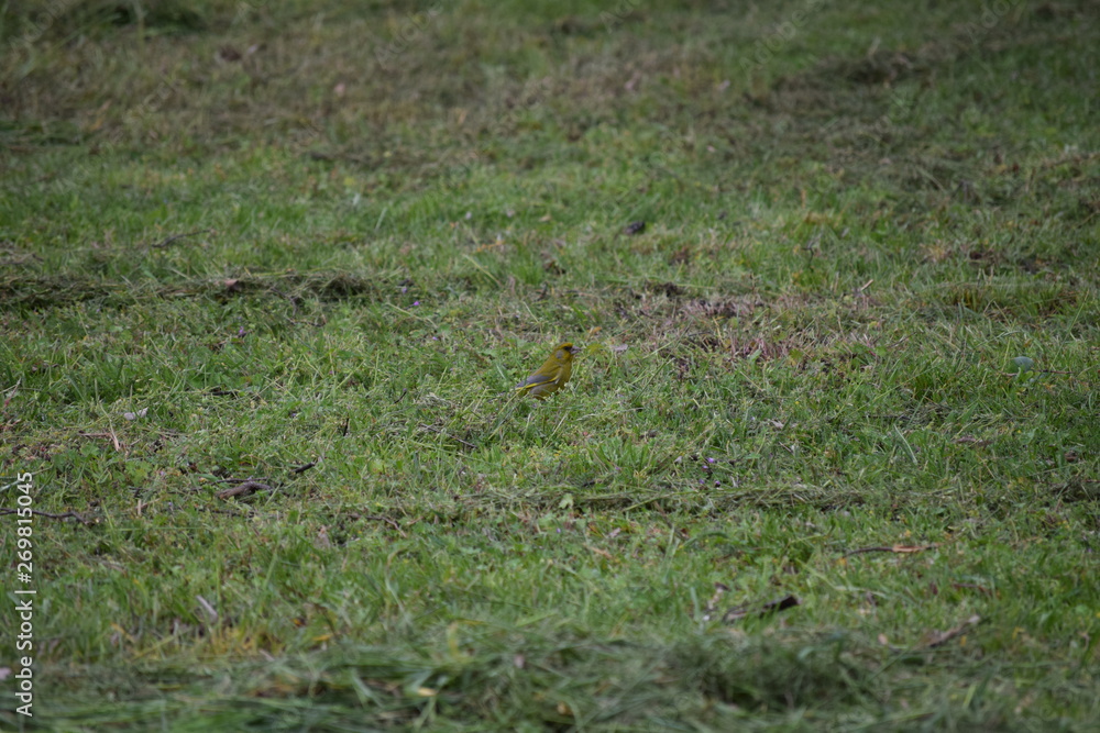 Greenfinch Greenfinch