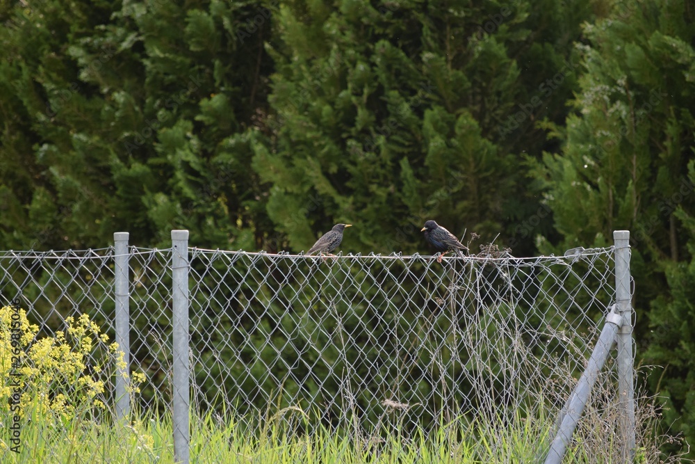 a Starling couple on a Fence a Starling couple on a Fence