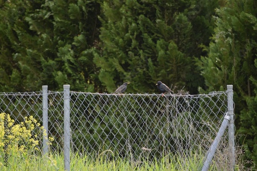 a Starling couple on a Fence