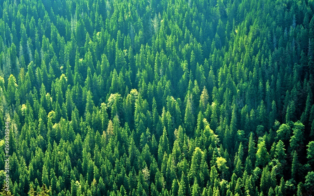 fir forest seen from above fir forest seen from above