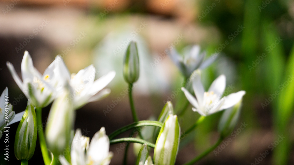 Floral background. Blurred green bokeh. Spring floral background with flowers and green leaves, grass. Sunshine, summer. Green background. Floral background, flowers on a green background. Floral background. Blurred green bokeh. Spring floral background with flowers and green leaves, grass. Sunshine, summer. Green background. Floral background, flowers on a green background.