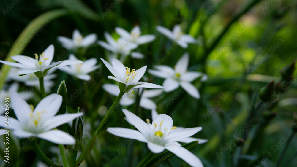 Floral background. Blurred green bokeh. Spring floral background with flowers and green leaves, grass. Sunshine, summer. Green background. Floral background, flowers on a green background. Floral background. Blurred green bokeh. Spring floral background with flowers and green leaves, grass. Sunshine, summer. Green background. Floral background, flowers on a green background.