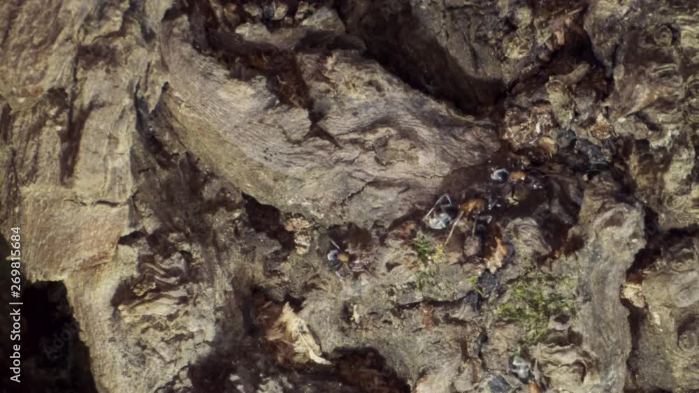 A colony of ants on a tree trunk. Super macro – 60fps A colony of ants on a tree trunk. Super macro – 60fps