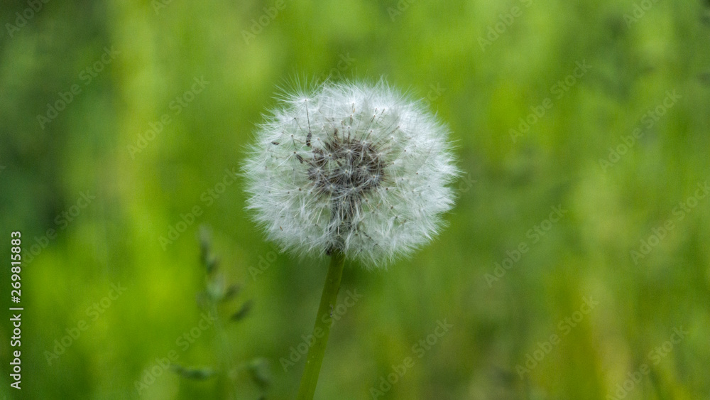 Floral background. Blurred green bokeh. Spring floral background with flowers and green leaves, grass. Sunshine, summer. Green background. Floral background, flowers on a green background. Floral background. Blurred green bokeh. Spring floral background with flowers and green leaves, grass. Sunshine, summer. Green background. Floral background, flowers on a green background.