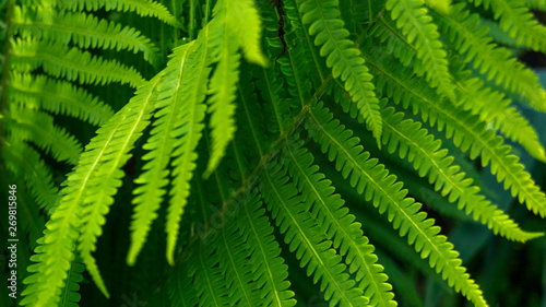 Fern leaves  green leaves of the forest flower. Blurred green bokeh. Spring floral background with green leaves  grass. Sunshine  summer.