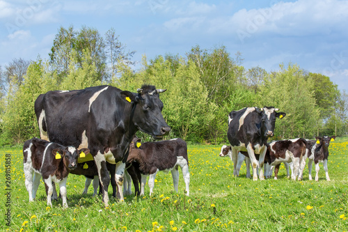 Many calves drinking from two cows in dutch meadow