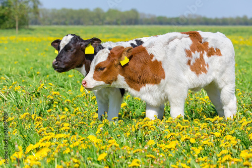 Two newborn calves together in meadow with dandelions photo