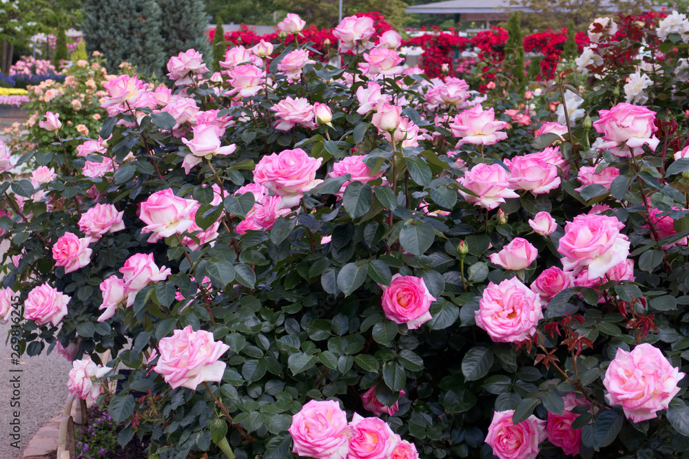 バラ プリンセスドゥモナコ Stock Photo Adobe Stock バラ プリンセスドゥモナコ Stock Photo Adobe Stock