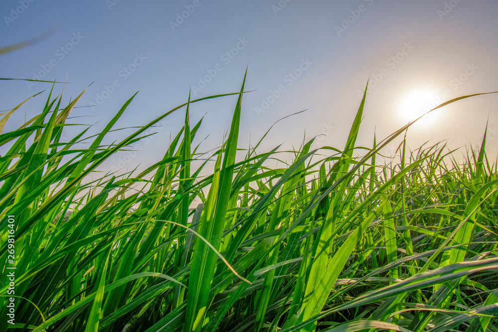 Fototapeta premium Green Grass Field Against Clear Blue Sky Background