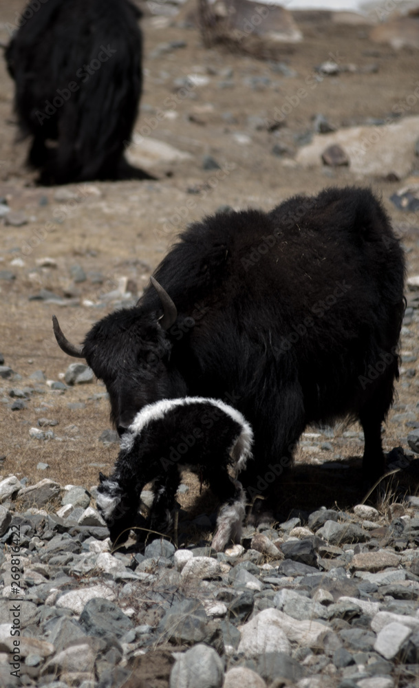Fototapeta premium Yak grazing in Himalayas. Ladakh, India