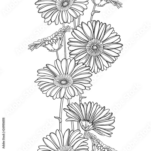 Vertical seamless pattern with outline Gerbera or Gerber flower in black on the white background.