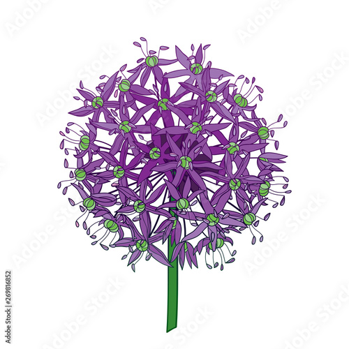 Outline Allium giganteum or Giant onion flower head in purple isolated on white background.