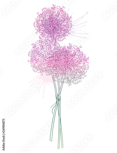 Bouquet of outline Allium giganteum or Giant onion flower head in pastel purple isolated on white background.