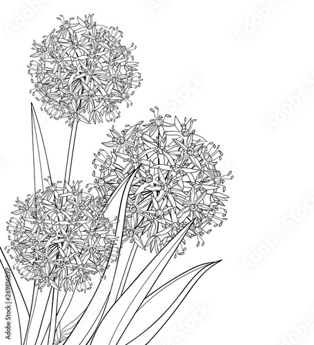 Corner bouquet of outline Allium giganteum or Giant onion flower in black isolated on white background. 