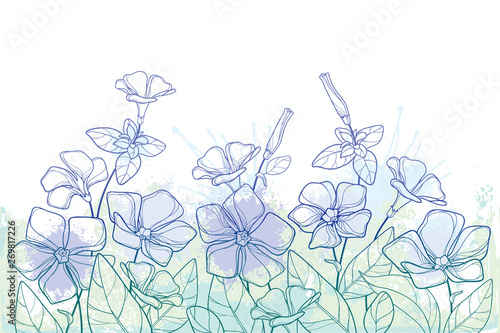 Foto Bouquet with outline Periwinkle or Vinca flower bunch and ornate leaves in pastel green and blue isolated on white background