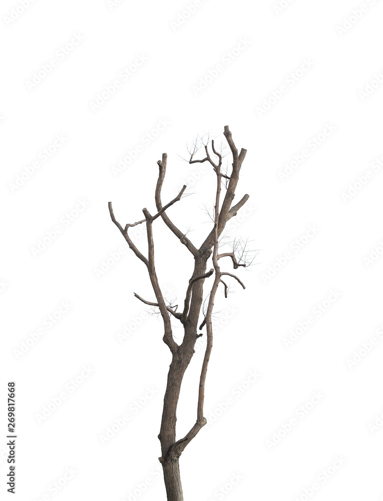 Fototapeta premium Dead tree isolated on white background