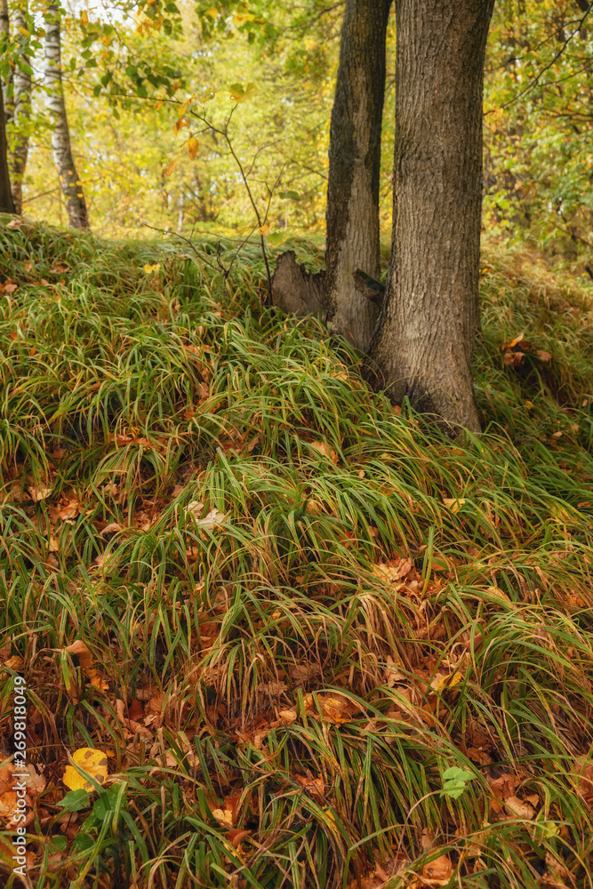 Fototapeta premium autumn forest