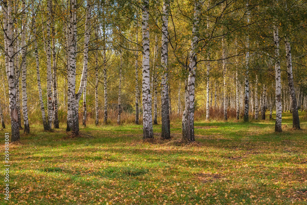 Birch grove in autumn on sunny day.