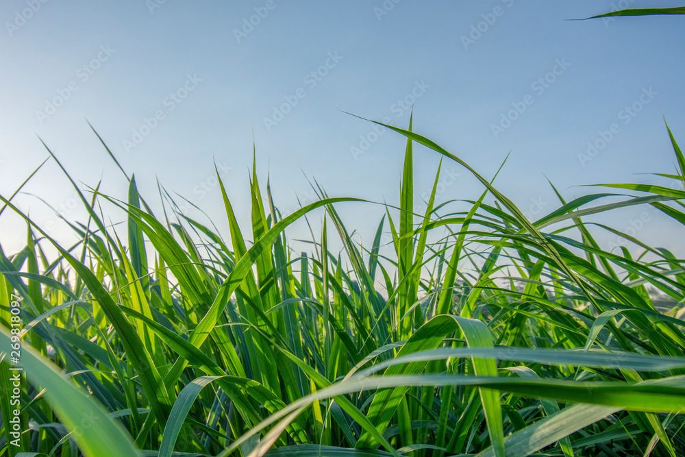 Imperata cylindrica green sky bright with sunlight Imperata cylindrica green sky bright with sunlight
