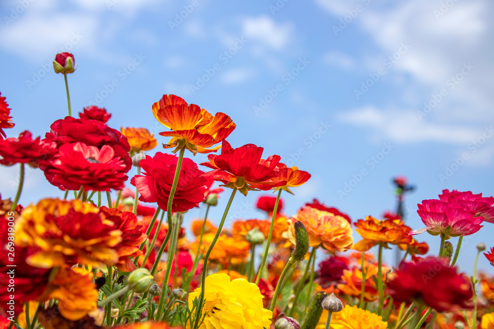A field of blooming red and yellow buttercups flowers close up against the background of a deep sky with clouds