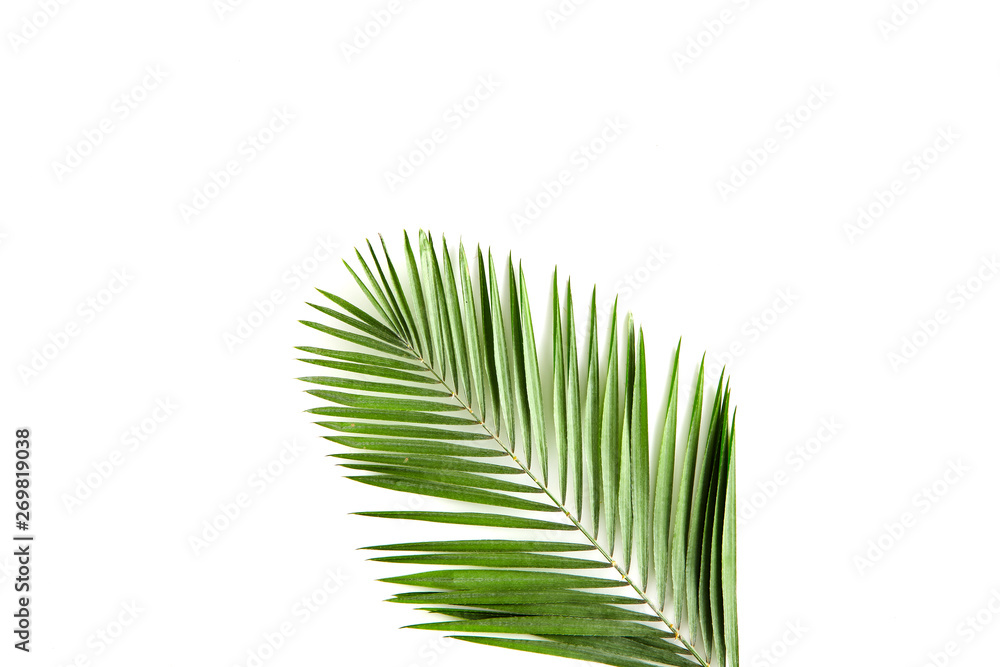 Obraz premium tropical green palm leaf tree