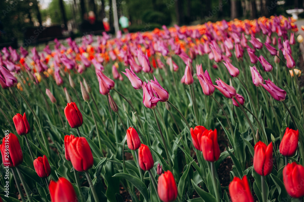 Fototapeta premium field of tulips