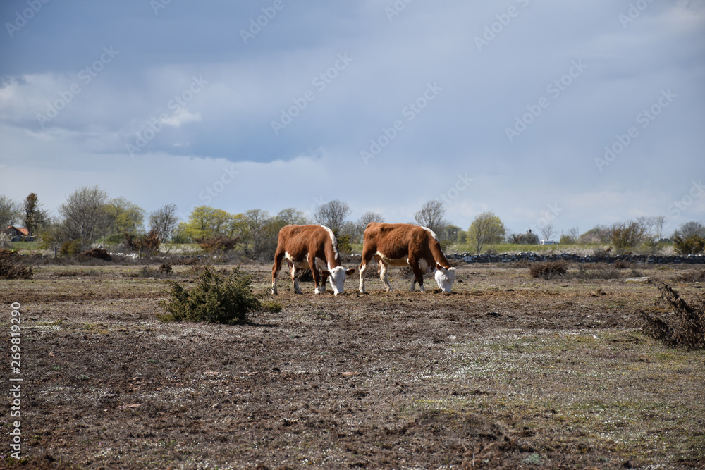 Naklejka premium Dry grassland with two grazing cows