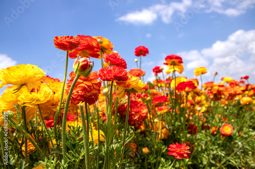 A field of blooming red and yellow buttercups flowers close up against the background of a deep sky with clouds