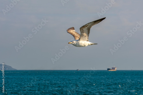 Seagull flock on blue sky background. Seagulls flying in blue sky. Flock of seagulls in sky