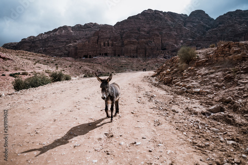 Donkey walking on road in desert landscape of Petra, Jordan, Asia