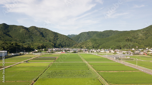 summer rice field aerial footage in Japan