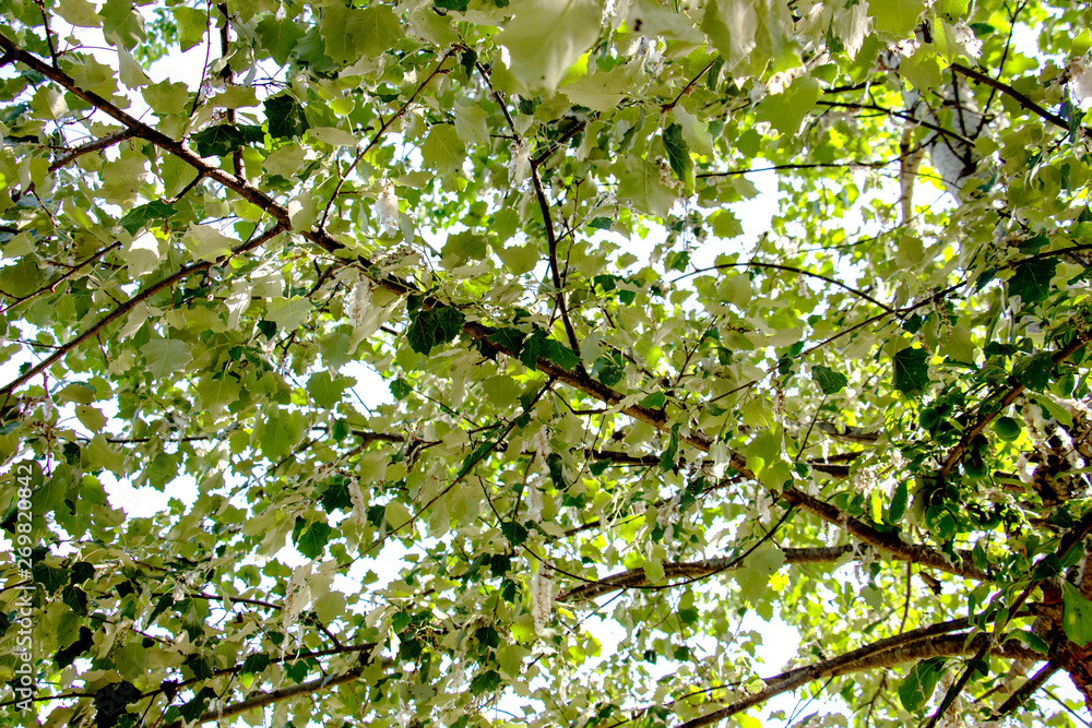 Blooming beautiful tree, photographed from below in the early summer morning