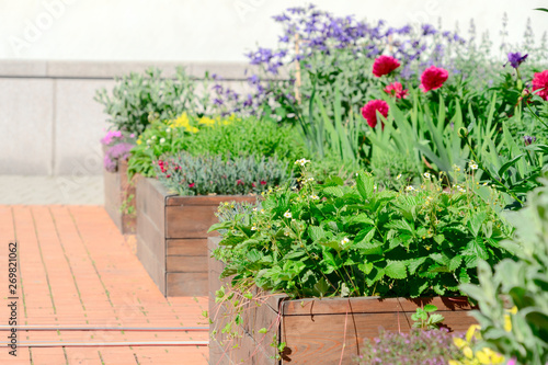 Fototapeta Naklejka Na Ścianę i Meble -  Raised beds in an urban garden growing plants herbs spices and vegetables