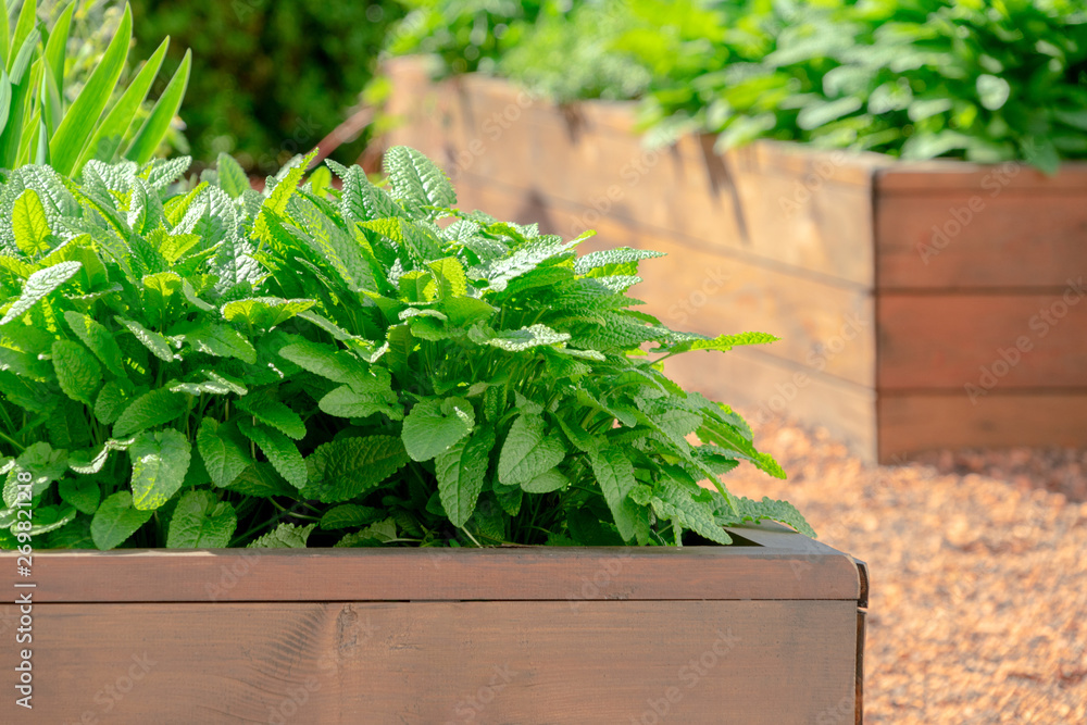 Raised beds in an urban garden growing plants herbs spices and vegetables Raised beds in an urban garden growing plants herbs spices and vegetables