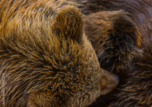 Brown bear  Ursus arctos 