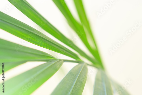 Stylish summer concept, palm background. Palm leaf closeup on pastel yellow. Brightness, minimalism, design, trend.