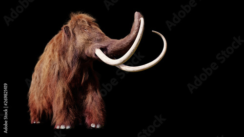 woolly mammoth, extinct prehistoric animal isolated on black background 