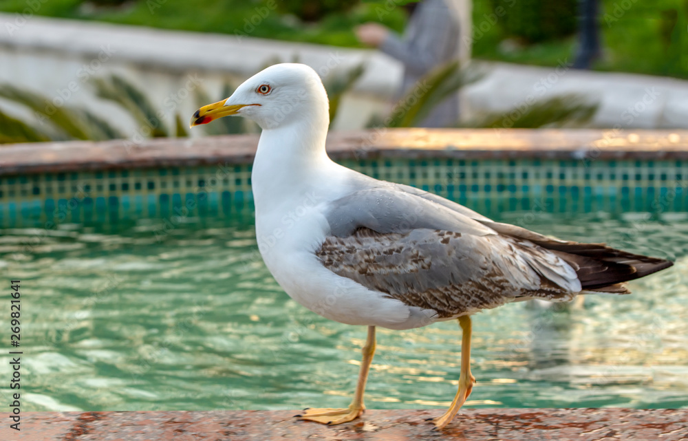 Fototapeta premium Single seagull close-up stock image