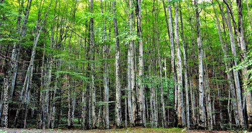 a landscape in deciduous forest