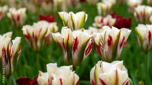 white, red and green Viridiflora Tulips in the garden. photo