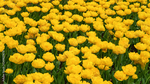 beautiful yellow tulip flowers in spring garden. © Maksims