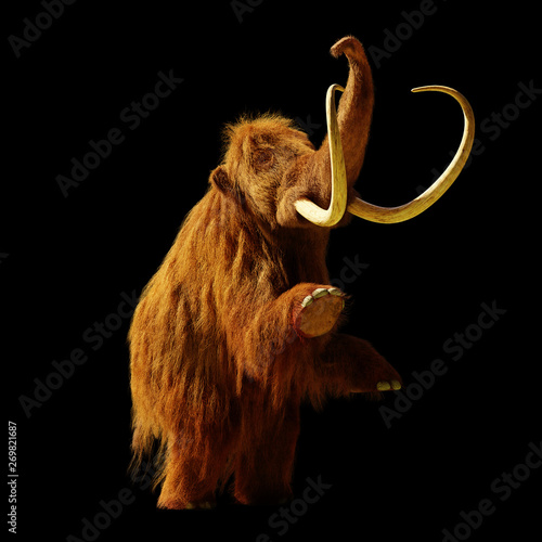 woolly mammoth standing on two legs, extinct prehistoric animal isolated on black background
