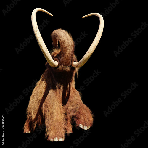 woolly mammoth, running prehistoric mammal isolated on black background