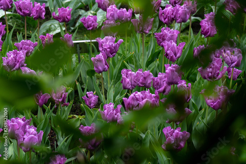 Purple, violet tulip flowers in spring garden, park.