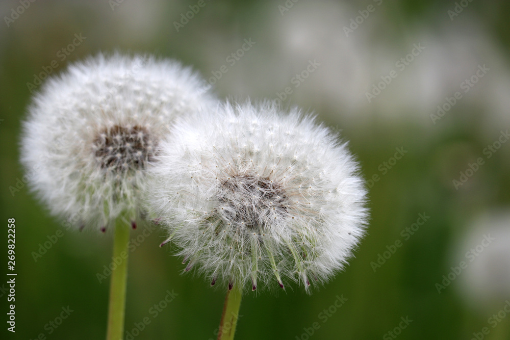 Dandelion seed heads on green meadow. Two beautiful dandelions, ready to fly