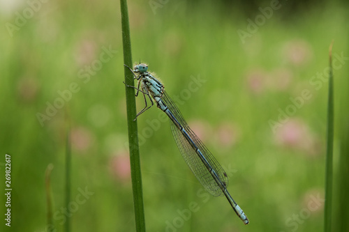 Blue dragonfly on green leaf © Pawel