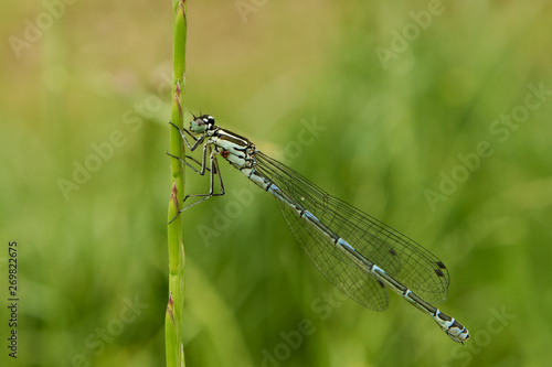 Blue dragonfly in the grass