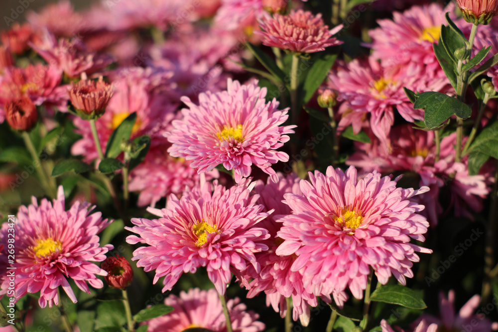 The colors on the flowerbed The colors on the flowerbed
