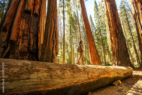 Hiker in Sequoia national park in California, USA
